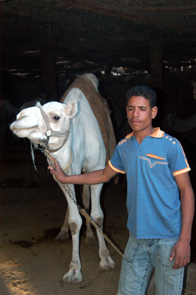 Camels at Nobi's Stable