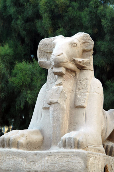 Ram-Headed Sphinx