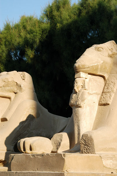 Rams-Headed Sphinx
