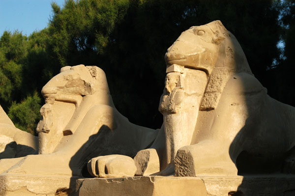 Rams-Headed Sphinx