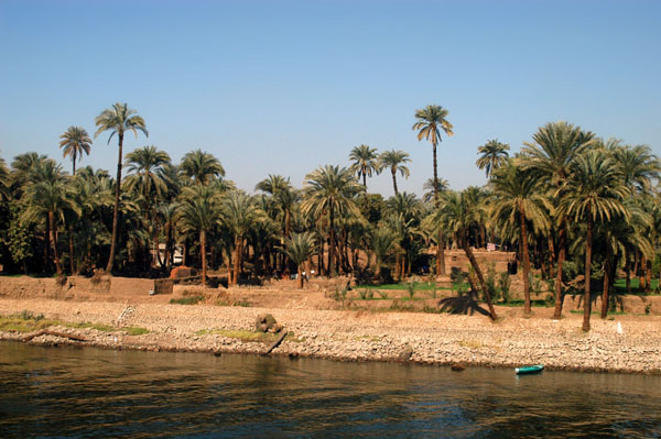Palms on the banks of the Nile