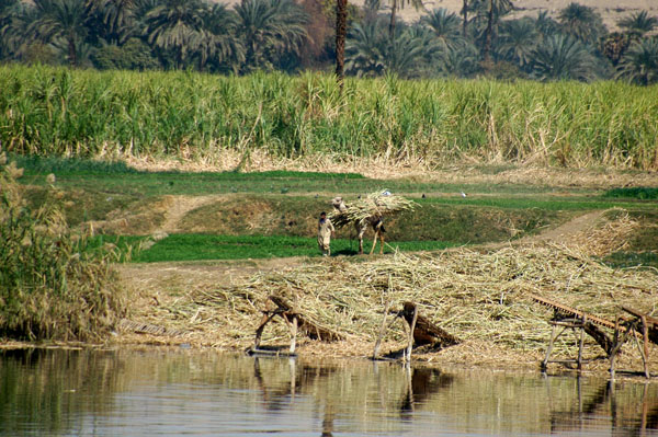 Camel bringing sugarcane to the river