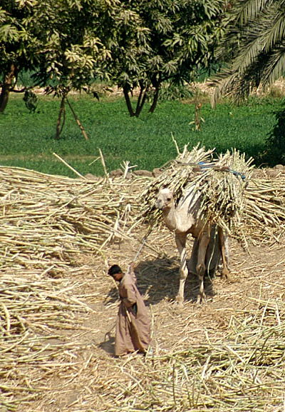 Camel bringing sugarcane to the river