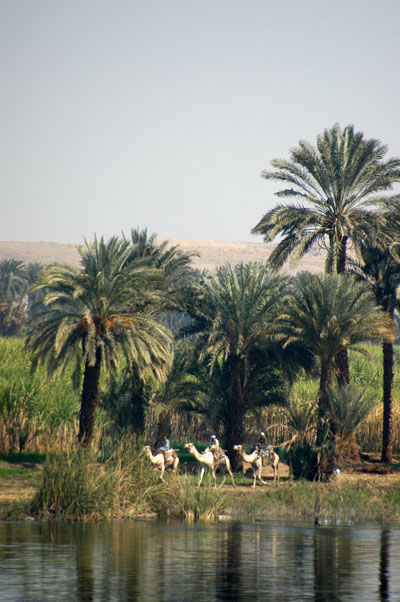 Palms with camels