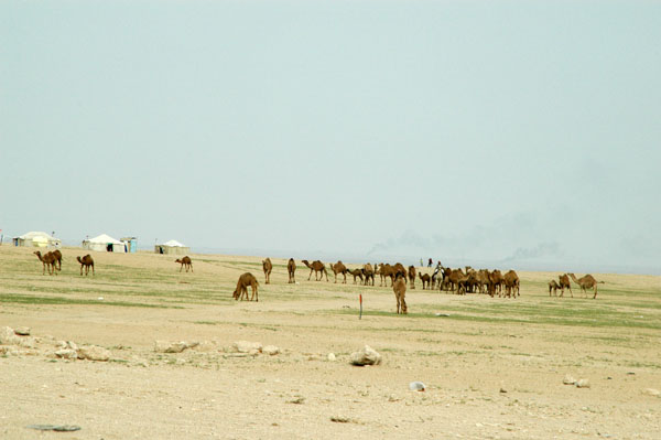 Camels along Highway 80