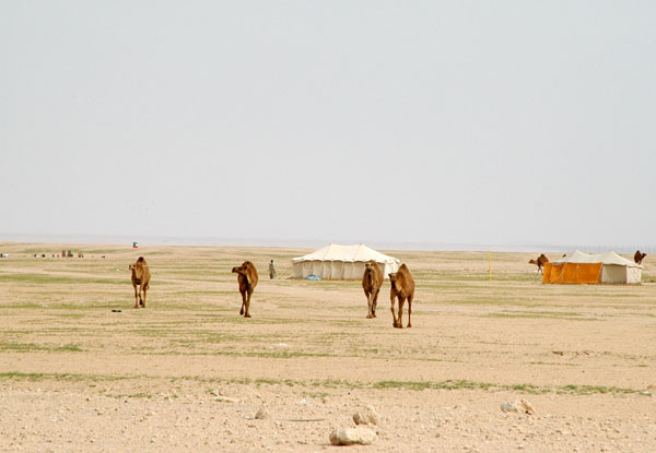 Camels along Highway 80