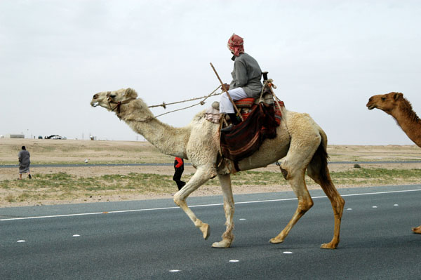 Mounted camel herder moving crossing Highway 80