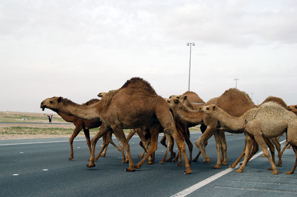 Camels crossing the Highway of Death