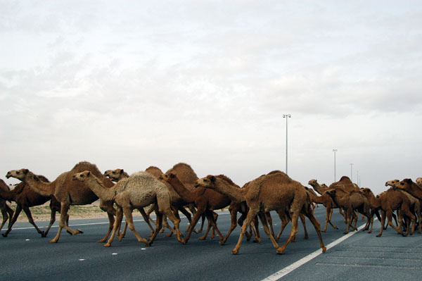 Camel herd crossing Highway 80