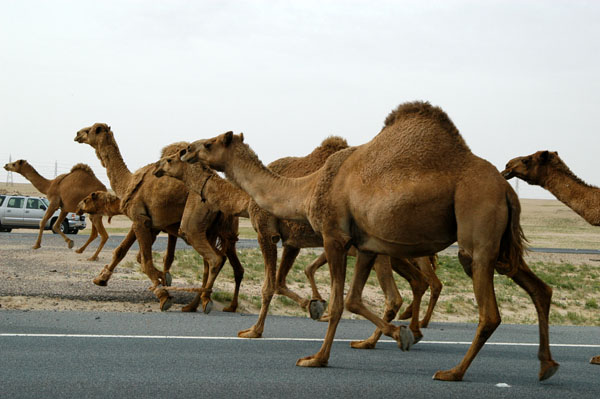 Camel herd crossing Highway 80