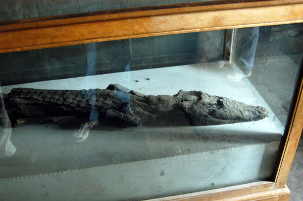 Mummified crocodile, Kom Ombo