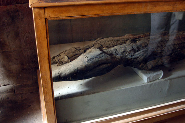 Mummified crocodile, Kom Ombo