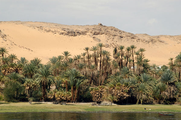 Palms, Desert and River