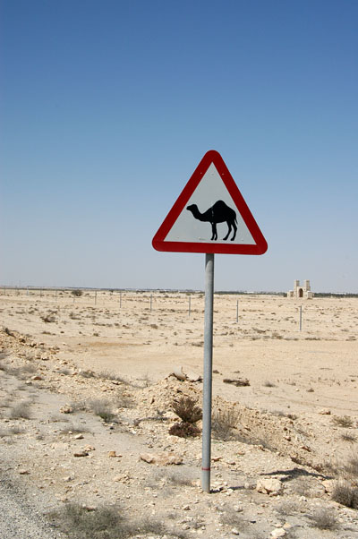 Camel crossing, Qatar