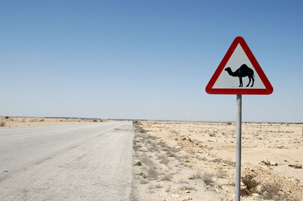 Camel crossing sign on the road to Al Zubara, Qatar
