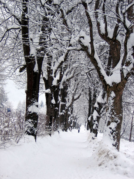 Snowy path