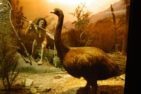 Early Maori moa hunters lead to the large flightless birds extinction