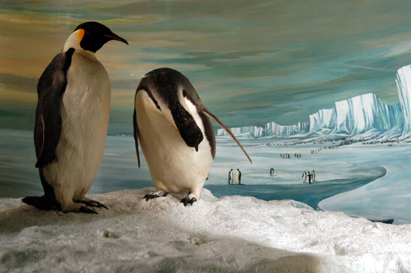 Emperor Penguins, Canterbury Museum