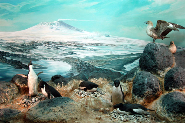 Antarctic Gallery, Canterbury Museum