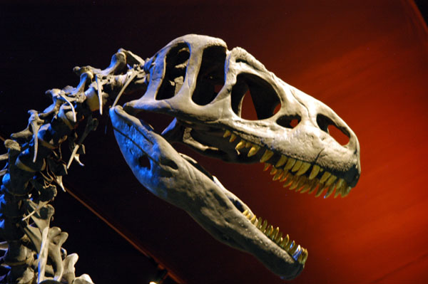 Tyrannosaurus, Natural History Gallery, Canterbury Museum