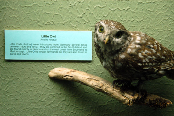 Little Owl