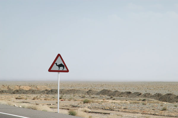 Camel crossing the the desert between Naein and