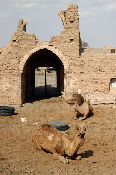 Camels in an adjacent ruin