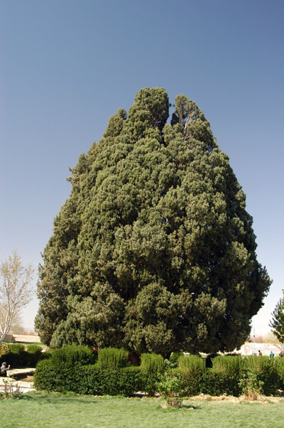 4000 year old cypruss tree, Abarqu
