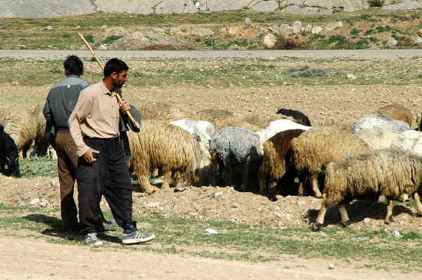 Sheep herding