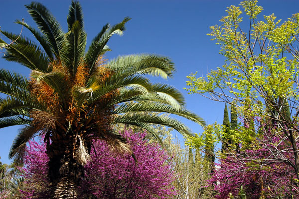 Bagh-e Eram garden, Shiraz