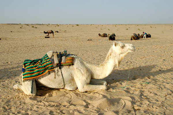 White camel, Dunes de Sable