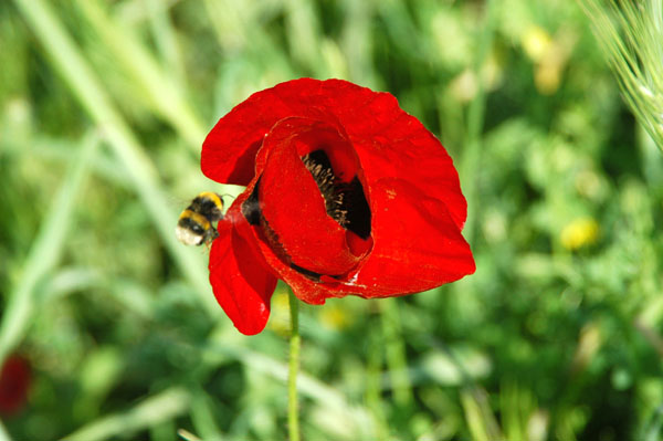 Red flower with bee, springtime at Ephesus