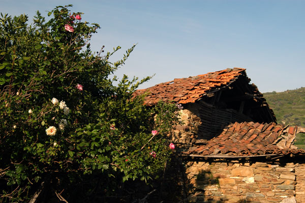 Red-tiled roof, Şirince