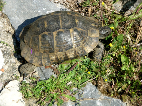 Tortise near the basilica