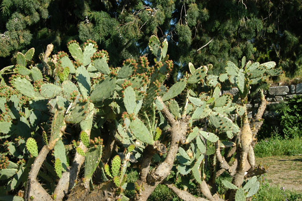 Prickly pear cactus, Seluk