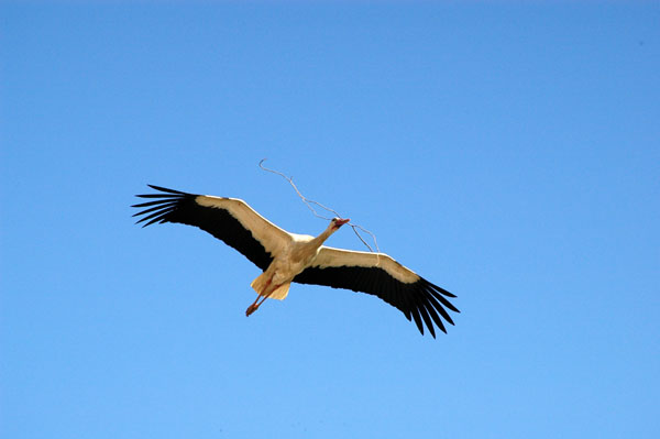 Stork in flight over Seluk