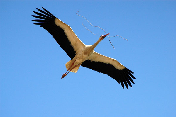 Stork in flight over Seluk