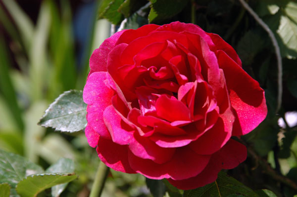 Spring flower, Seluk