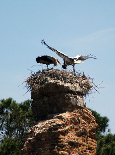 Stork landing at one of the nests on the aqueduct