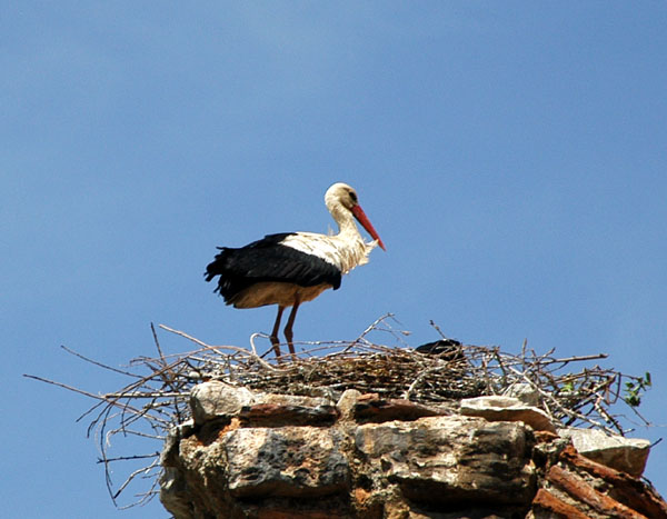 Stork in one of the many nests on the aqueduct, Seluk