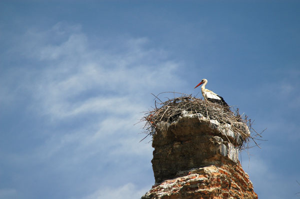 Stork in one of the many nests on the aqueduct, Seluk