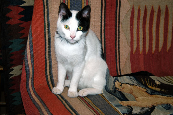 The shop cat enjoying the attention