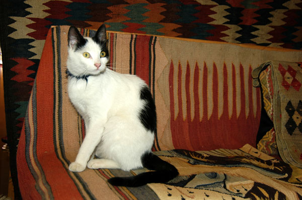 The shop cat, Dekorativ Carpet & Kilim, Seluk