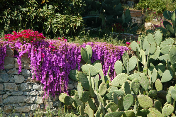 Spring flowers and cactus, Basilica of St. John