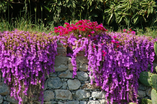 Spring flowers, Basilica of St. John