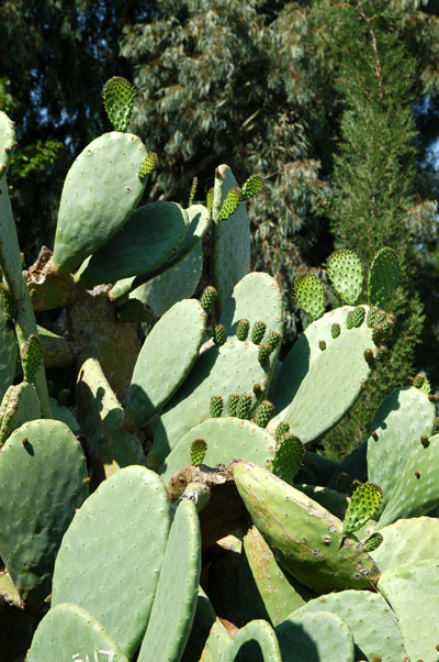 Prickly Pear Cactus, Selcuk