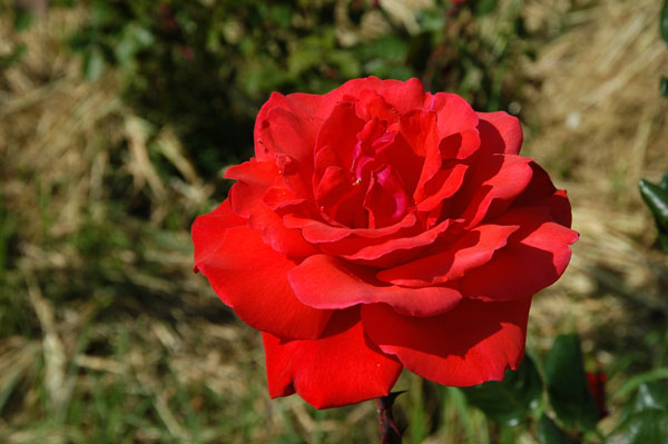 A red rose