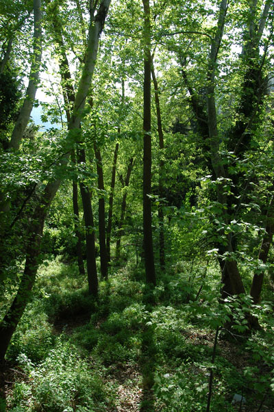 Forest around the Meryemana