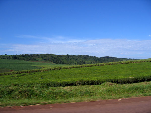 Tea plantation between Kampala and Jinja