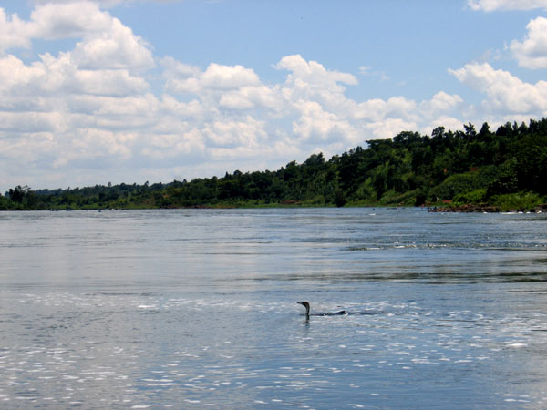 Waterbird in the Nile